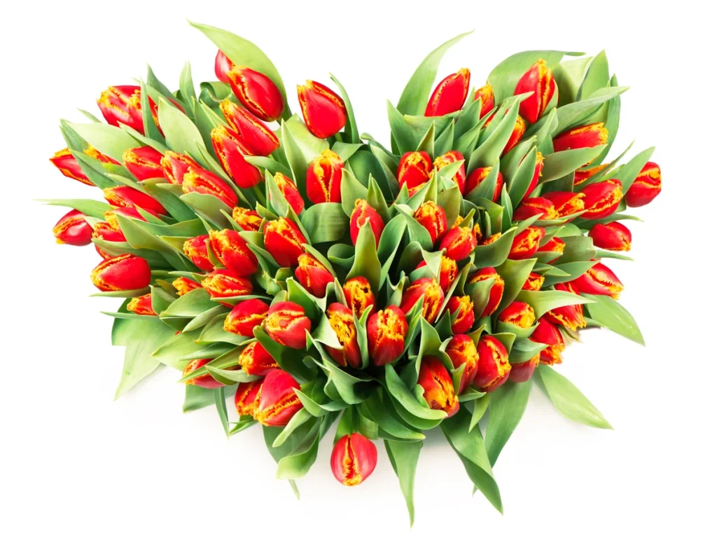 red tulips arranged into a heart shape