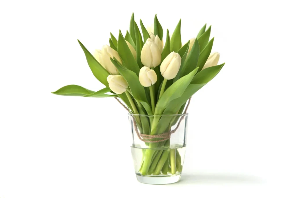 tulips tied in the middle with twine to give support
